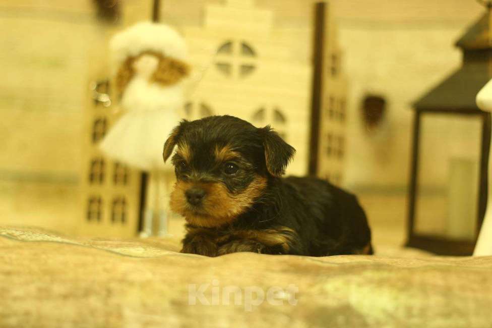 Собаки в Новосибирске: Девочка, лапушка.  Девочка, 40 000 руб. - фото 5