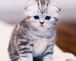 Кошки в Москве: Шотландcкие прямоухие/вислоухие и Британские котята купить в Москве, Питомник кошек SILVER SHARM Мальчик, 30 000 руб. - фото 2