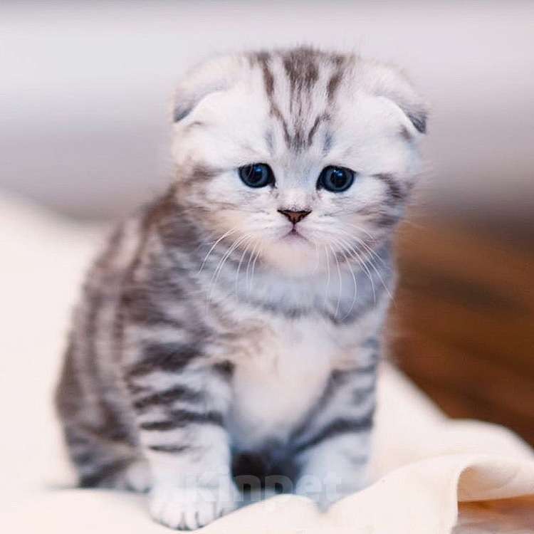 Кошки в Москве: Шотландcкие прямоухие/вислоухие и Британские котята купить в Москве, Питомник кошек SILVER SHARM Мальчик, 30 000 руб. - фото 2