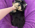 Собаки в Москве: Яркий йорк мальчик стандарт бэби фейс Мальчик, 39 000 руб. - фото 9