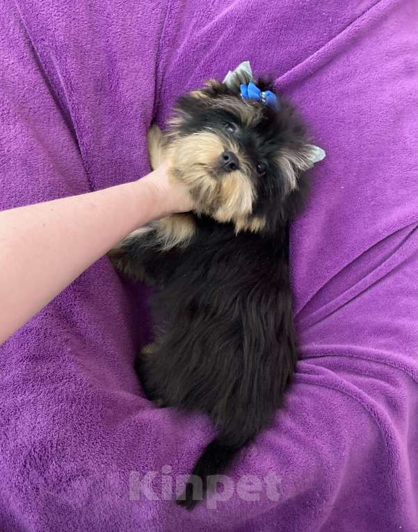 Собаки в Москве: Яркий йорк мальчик стандарт бэби фейс Мальчик, 39 000 руб. - фото 9