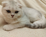Кошки в Санкт-Петербурге: вислоухий Шотландский котенок Мальчик, 14 339 руб. - фото 6