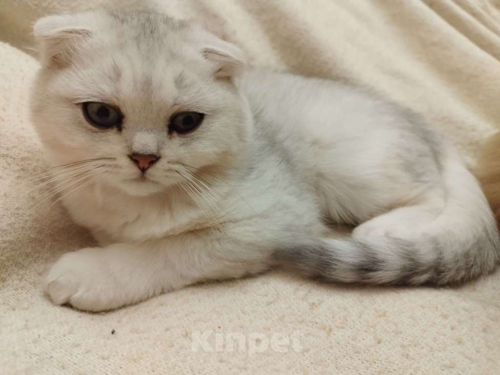 Кошки в Санкт-Петербурге: вислоухий Шотландский котенок Мальчик, 14 339 руб. - фото 6