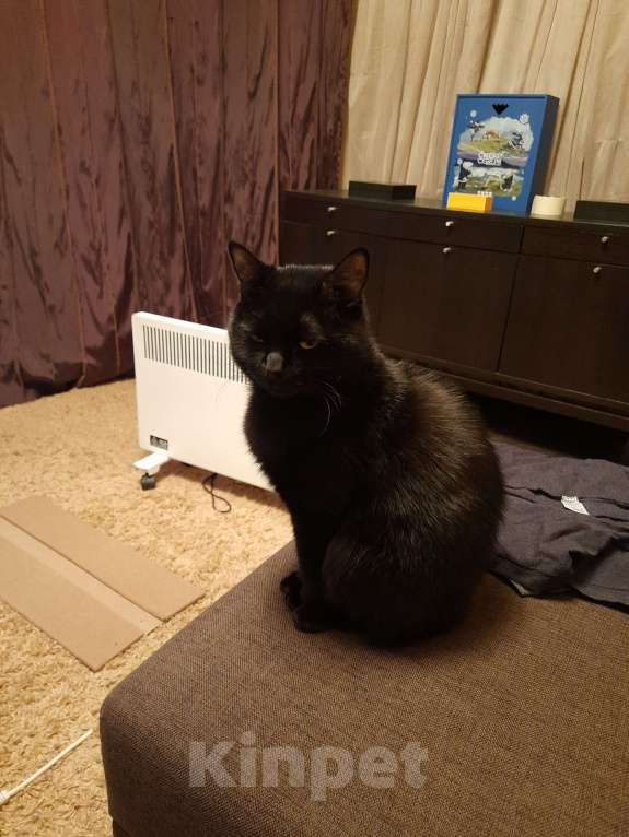 Кошки в Красногорске: В добрые руки Мальчик, Бесплатно - фото 6