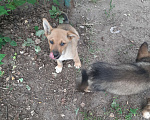 Собаки в Кубинке: Коля Мальчик, Бесплатно - фото 3