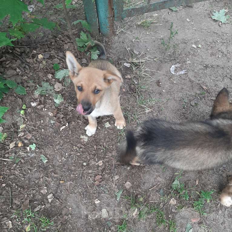 Собаки в Кубинке: Коля Мальчик, Бесплатно - фото 3