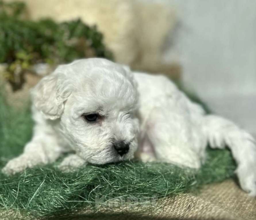 Собаки в Владивостоке: Щенки Бишон Фризе с родословной, гарантией здоровья и поддержкой навсегда! Девочка, 120 000 руб. - фото 6