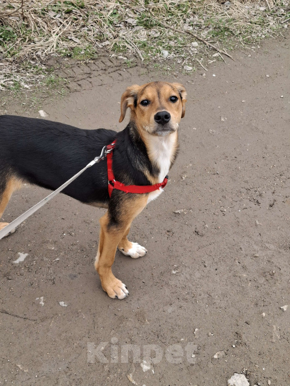 Собаки в Сергиеве Посаде: Девочка Дина Девочка, Бесплатно - фото 3