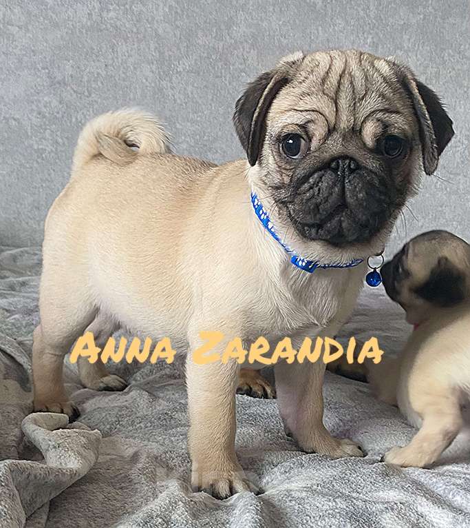 Собаки в Кропоткине: Щенки мопса Разнополые, Бесплатно - фото 9