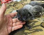 Кошки в Москве: Котята крохи Мальчик, Бесплатно - фото 2
