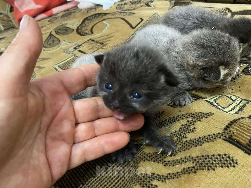 Кошки в Москве: Котята крохи Мальчик, Бесплатно - фото 2