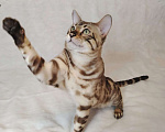 Кошки в Москве: Бенгальский котик  Мальчик, Бесплатно - фото 2