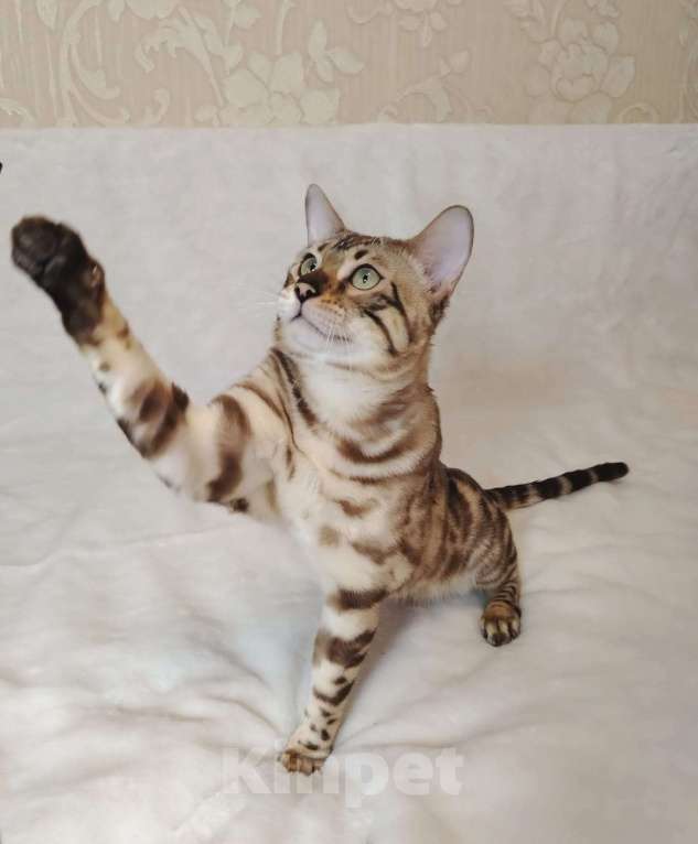 Кошки в Москве: Бенгальский котик  Мальчик, Бесплатно - фото 2