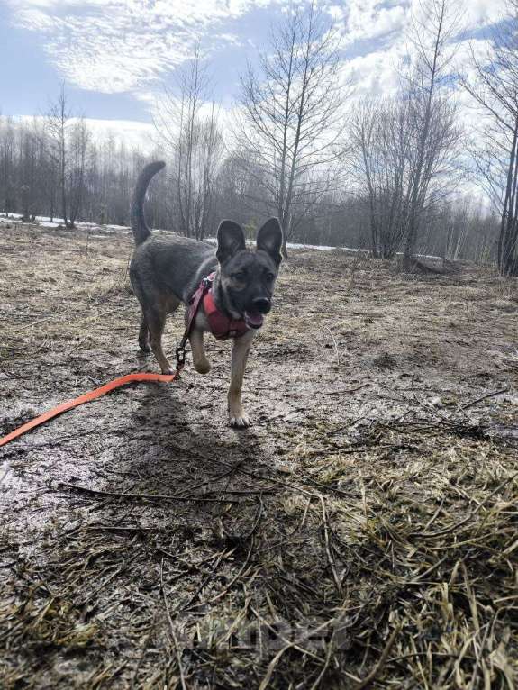 Собаки в Ногинске: Щенок ищет дом Девочка, Бесплатно - фото 6