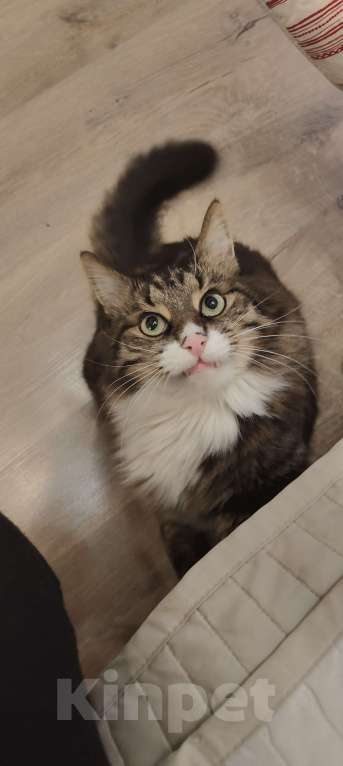 Кошки в Санкт-Петербурге: Пропал кот! Мальчик, 10 000 руб. - фото 1