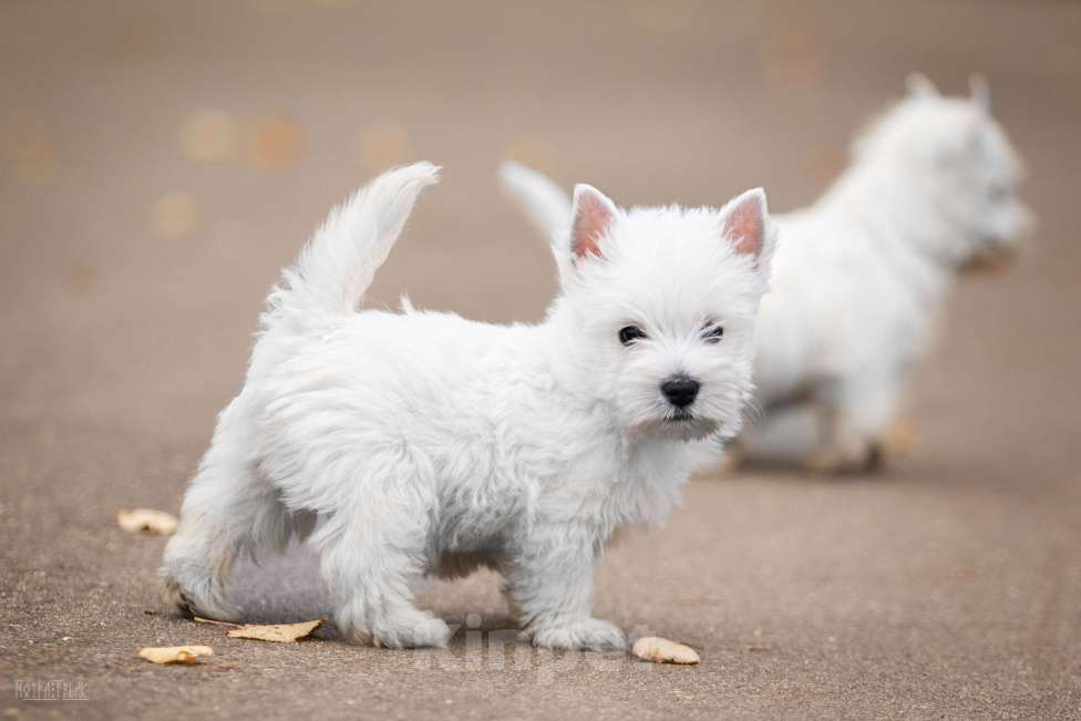 Собаки в Москве: Вест хайленд уайт терьер, щенок Мальчик, Бесплатно - фото 4