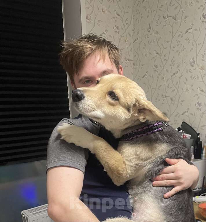 Собаки в других городах Башкортостана: ПРОПАЛА СОБАКА!!! Девочка, Бесплатно - фото 3