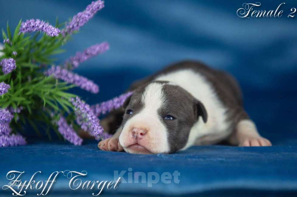 Собаки в Москве: Щенки амстаффа голубого окраса  Мальчик, 70 000 руб. - фото 4