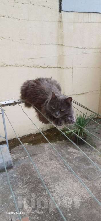 Кошки в Сочи: Кошка в добрые руки Девочка, Бесплатно - фото 4