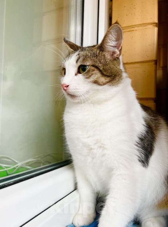 Кошки в Москве: Любопытный котик Зефир в добрые руки Мальчик, Бесплатно - фото 6