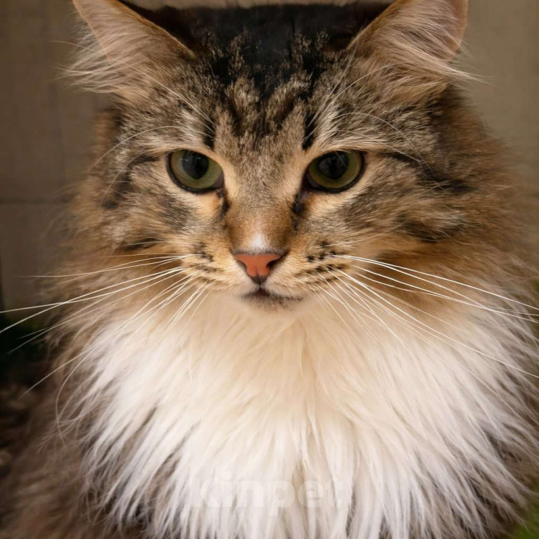 Кошки в Москве: Красивый, пушистый, ласковый кот в добрые руки Мальчик, Бесплатно - фото 2