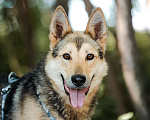 Собаки в Москве: Благородный волк Лекс Мальчик, Бесплатно - фото 1