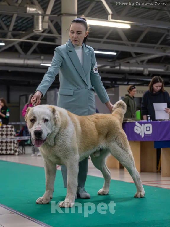 Собаки в Лиски: Красивые щенки Мальчик, Бесплатно - фото 4