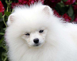 Собаки в Санкт-Петербурге: Шпиц померанский белый мальчик Мальчик, 30 000 руб. - фото 3