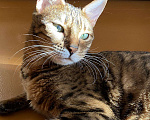 Кошки в Ардоне: Бенгальская кошка, 13 000 руб. - фото 8