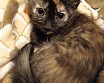 Кошки в Кудымкаре: Мейн кун, 500 руб. - фото 4