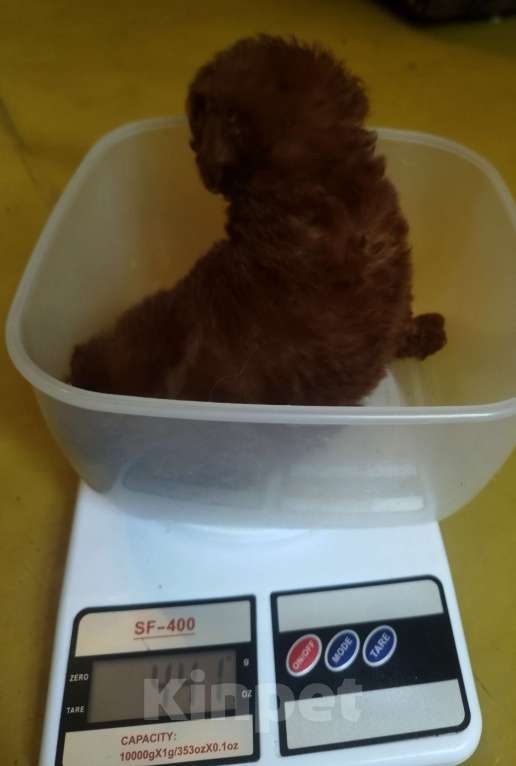 Собаки в Москве: Мальчик той-пудель/ micro РКФ Мальчик, 90 000 руб. - фото 4