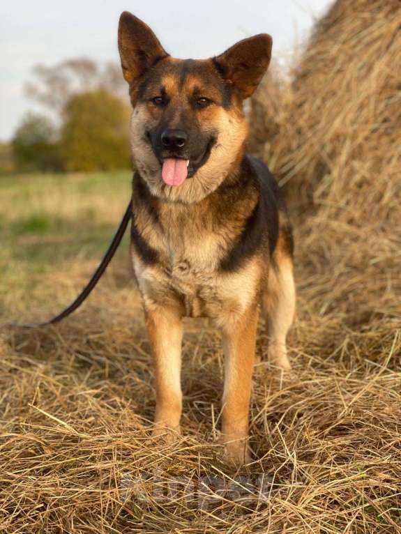 Собаки в Владимире: Собака в добрые руки  Девочка, Бесплатно - фото 2