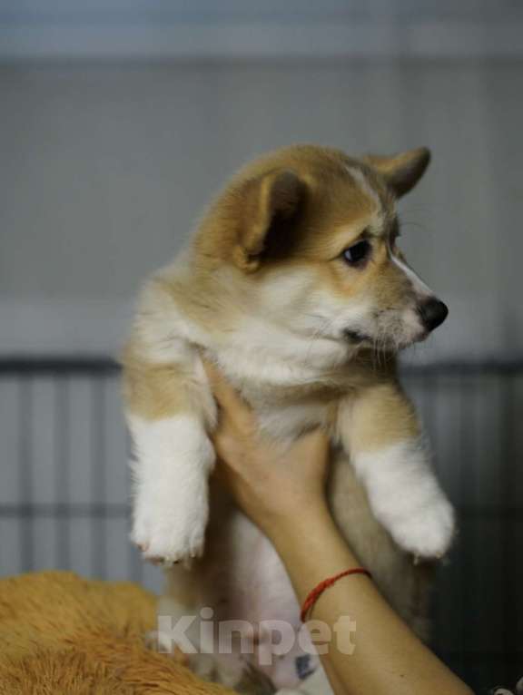 Собаки в Москве: Чакибусенок #2 - замечательный компанейский мальчик рыже-белый (возможно Соболь). С хвостиком  Мальчик, Бесплатно - фото 5