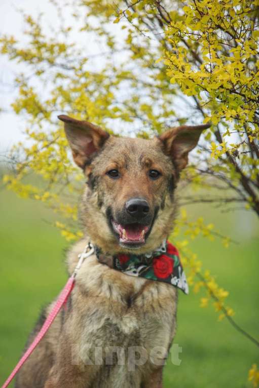 Собаки в Мытищах: Валентин - воплощение любви и преданности Мальчик, 10 руб. - фото 6