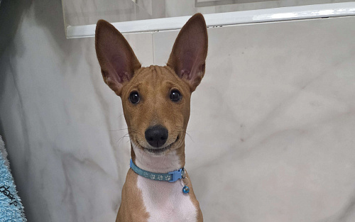 Вольт ждёт новую семью