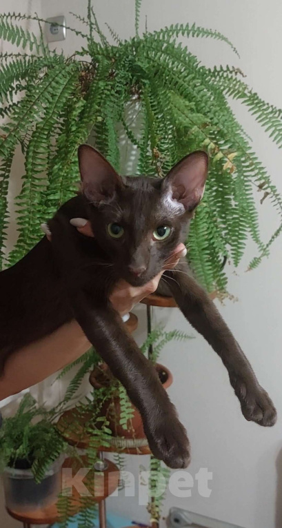 Кошки в Волгограде: Ориентальные котята Мальчик, 80 000 руб. - фото 2