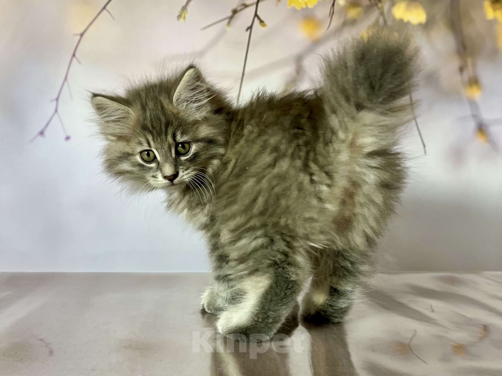 Кошки в других городах Московской области: Кот Frost - голубой пятнистый  Мальчик, 50 000 руб. - фото 3