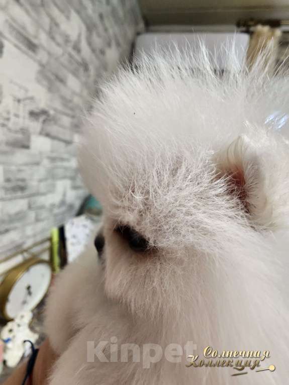 Собаки в Москве: Кукольная МИНИ девочка померанского шпица питомник РКФ Девочка, Бесплатно - фото 3
