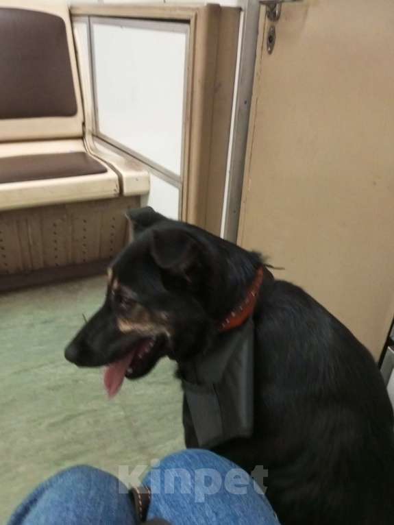 Собаки в Москве: Помогите найти! Девочка, 10 000 руб. - фото 3