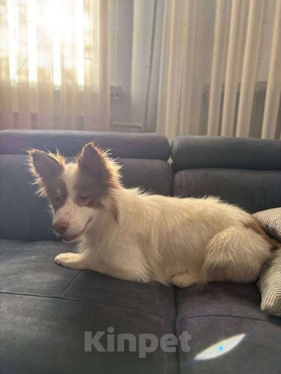 Собаки в Москве: Прелестная собачка Лиза в добрые руки Девочка, Бесплатно - фото 3