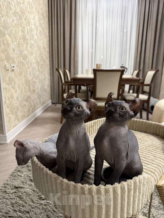 Кошки в Химках: Котенок Эльф мальчик Мальчик, 55 000 руб. - фото 4