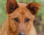 Собаки в Москве: Люмус Мальчик, Бесплатно - фото 1