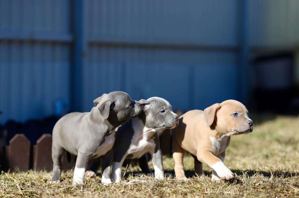Собаки в Москве: Голубые щенки амстаффа из питомника Мальчик, 120 000 руб. - фото 2