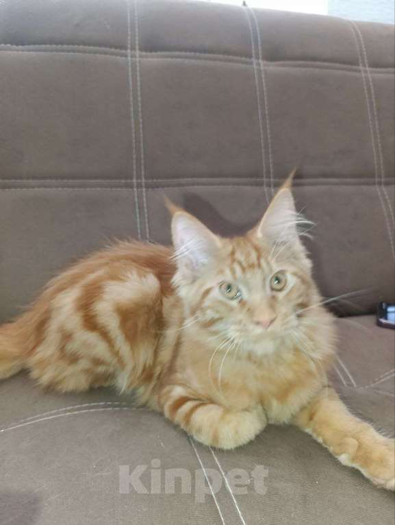 Кошки в Симферополе: Котята Мейн-кун Девочка, 20 000 руб. - фото 6