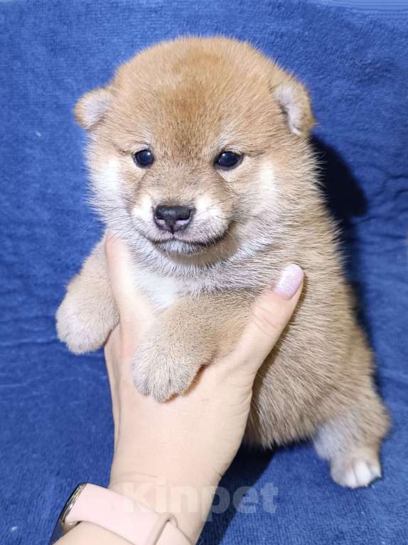 Собаки в Сертолово: Сука сиба Девочка, 25 000 руб. - фото 4