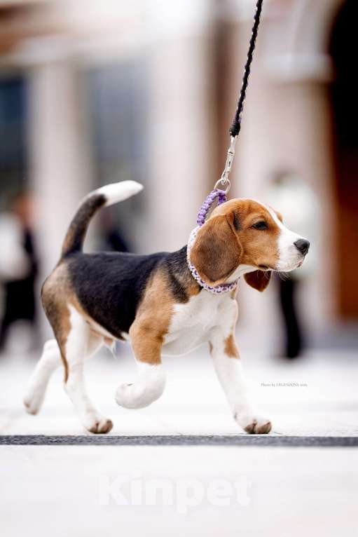 Собаки в других городах Московской области: Бигль, кобель 4 мес., РКФ Мальчик, Бесплатно - фото 8