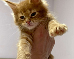Кошки в Перми: Рыжие гиганты Мальчик, 15 000 руб. - фото 1