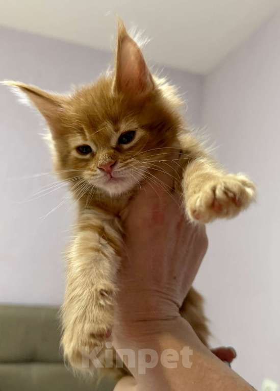 Кошки в Перми: Рыжие гиганты Мальчик, 15 000 руб. - фото 1