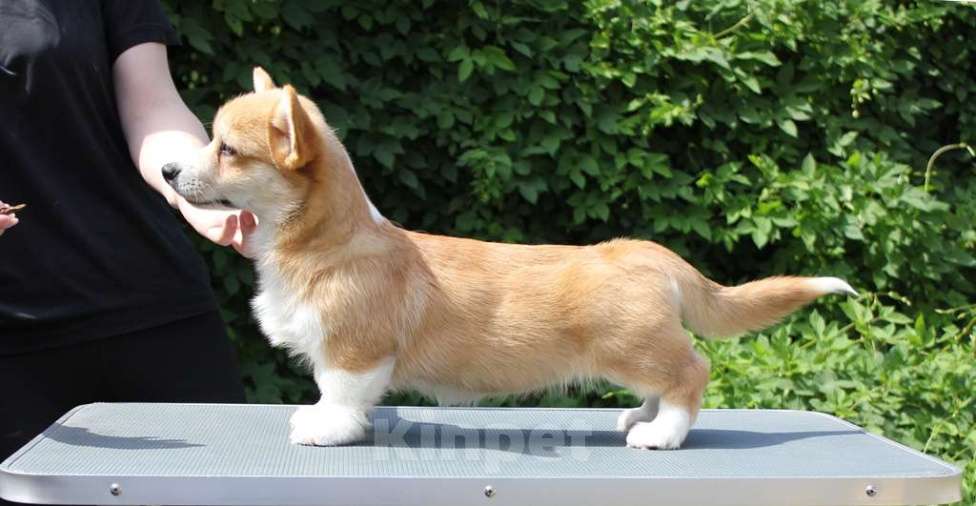 Собаки в Ставрополе: Щенок вельш корги пемброка Девочка, 60 000 руб. - фото 2