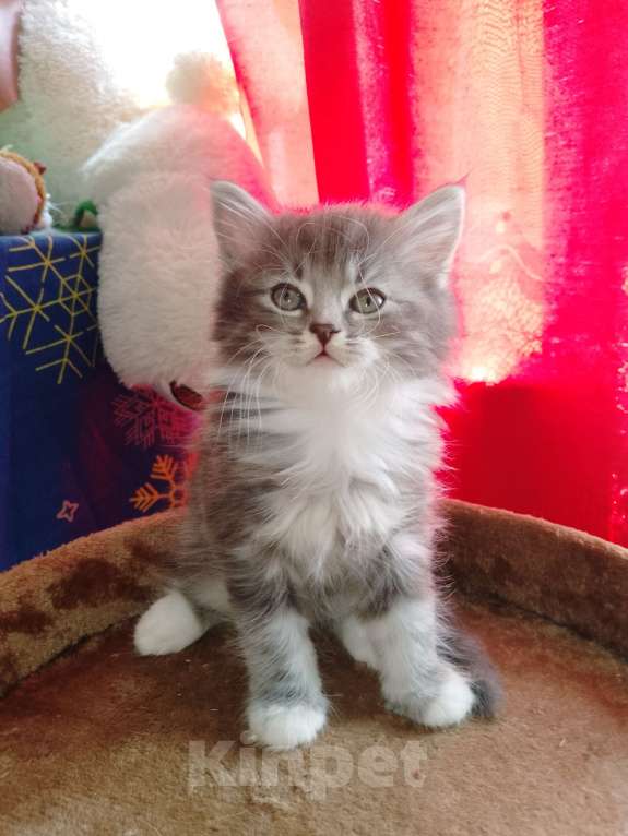 Кошки в других городах Московской области: Котенок Мальчик, 7 000 руб. - фото 2